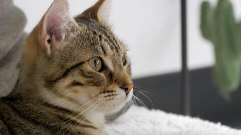 Cat Café Lounge Promo 3