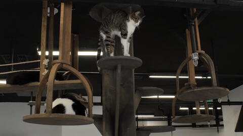 Cat Café Lounge Promo 1