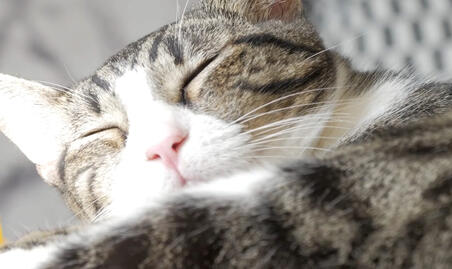 Cat Café Lounge Fundraiser